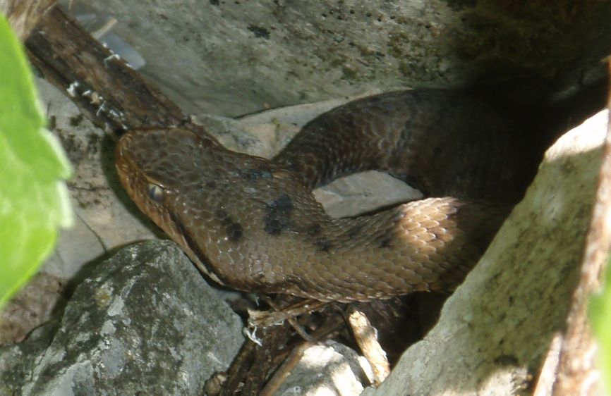 Alcune foto di vipere in natura